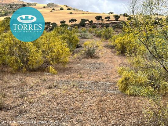 Terreno en Almogía - MALAGA