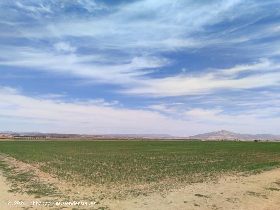 PARCELA CON BUEN ACCESO EN PARAJE DE LA HERRADA - ALBACETE