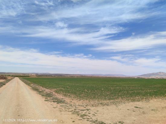 PARCELA CON BUEN ACCESO EN PARAJE DE LA HERRADA - ALBACETE