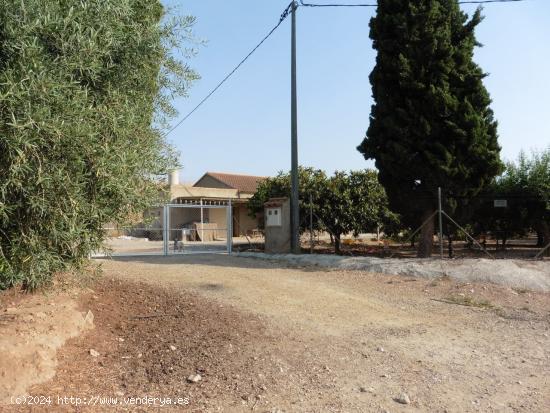 Finca de limoneros en producción con casa de aperos - MURCIA