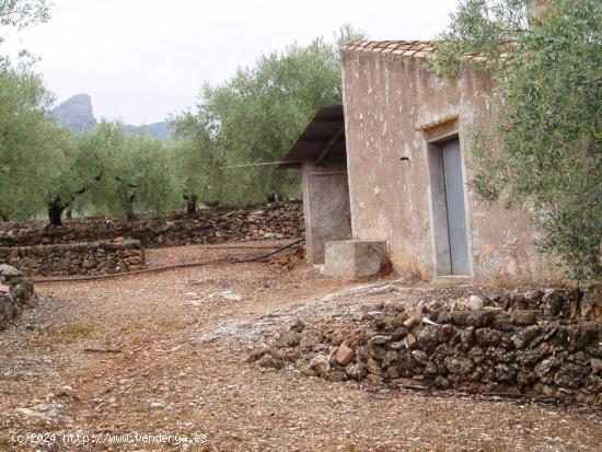 ESPLENDIDA FINCA DE REGADIO EN EL PERELLO. - TARRAGONA