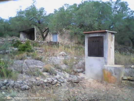 ESPLENDIDA FINCA DE REGADIO EN EL PERELLO. - TARRAGONA