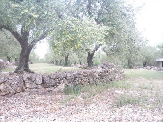 ESPLENDIDA FINCA DE REGADIO EN EL PERELLO. - TARRAGONA