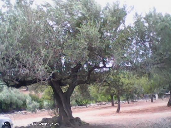 ESPLENDIDA FINCA DE REGADIO EN EL PERELLO. - TARRAGONA