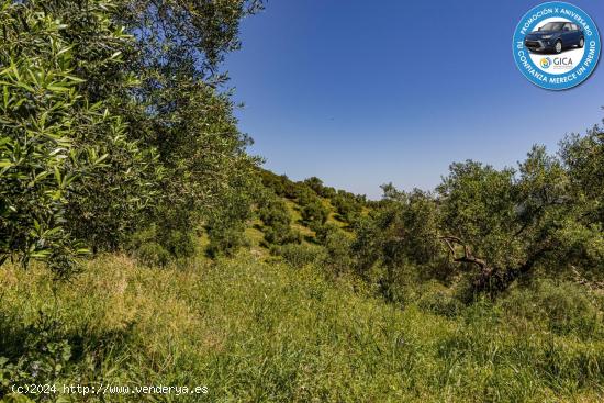 ESTUPENDA FINCA EN SAN JOSÉ DEL VALLE - CADIZ