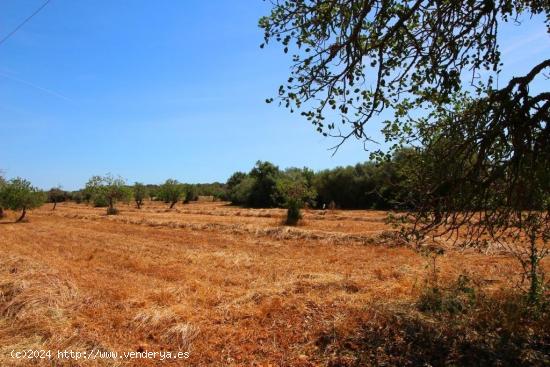 Terreno idealmente situado entre Campos, Sa Rapita y Llucmajor - BALEARES