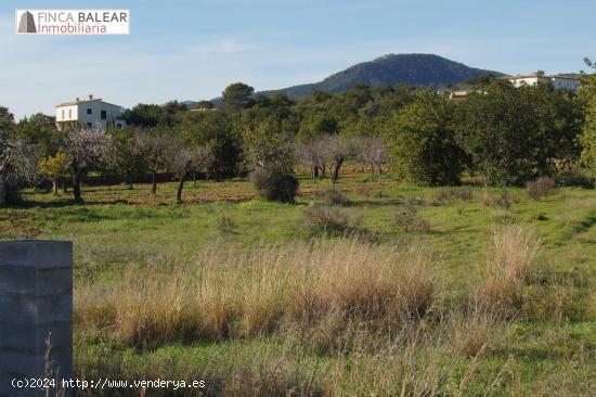 FINCA RUSTICA DE 3440 M2 NO EDIFICABLES EN ZONA DE GRAN BELLEZA, ENTRE SANTA MARÍA Y ALARÓ - BALEA