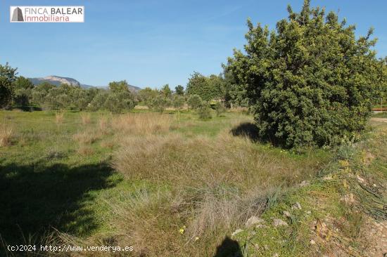 FINCA RUSTICA DE 3440 M2 NO EDIFICABLES EN ZONA DE GRAN BELLEZA, ENTRE SANTA MARÍA Y ALARÓ - BALEA