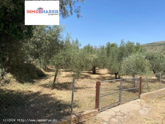 SE VENDE PARCELA RUSTICA CON PLANTACION DE OLIVOS EN FONDON - ALMERIA