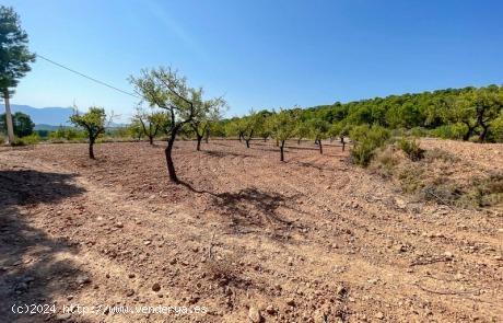 SE VENDE TERRENO EN NOVELDA - ALICANTE