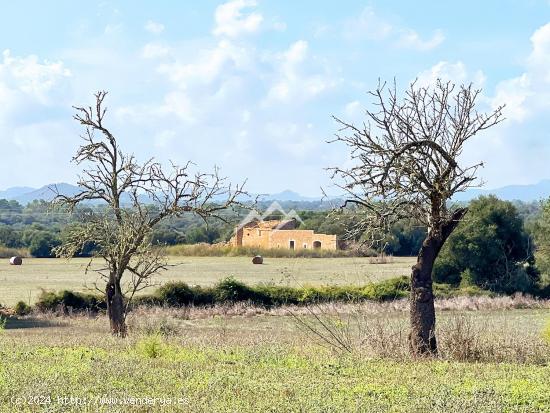  Conjunto de 5 terrenos edificables entre Manacor y Porreres - BALEARES 