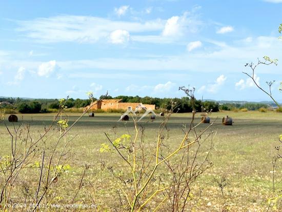 Conjunto de 5 terrenos edificables entre Manacor y Porreres - BALEARES