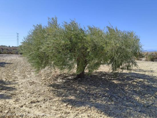 Se Vende en Abanilla - MURCIA