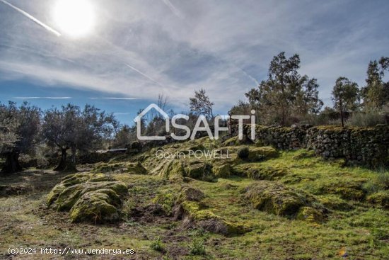 Descubre la magia del olivar en el corazón de la Sierra de Gata