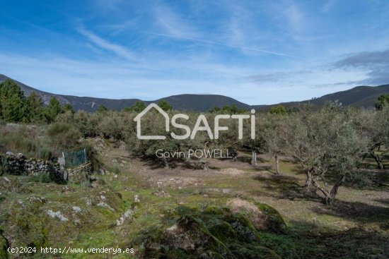 Descubre la magia del olivar en el corazón de la Sierra de Gata