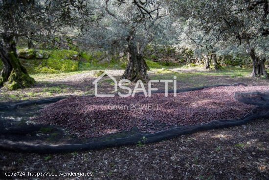 Descubre la magia del olivar en el corazón de la Sierra de Gata