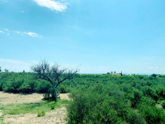  TERRENO A 5 MIN. DE ELCHE/CREVILLENTE CON VISTAS DESPEJADAS - ALICANTE 