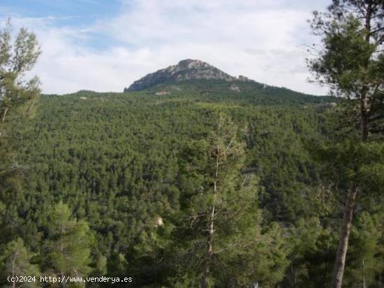 FINCA RUSTICA DE 80 HECTAREAS CON CASAS Y ALMENDROS EN PRODUCCION - MURCIA