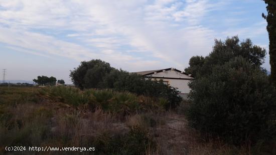 PARCELA RÚSTICA CON EDIFICACIÓN EN ALHAMA DE MURCIA. - MURCIA