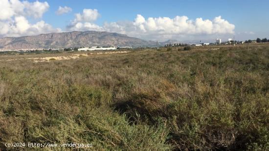 SE VENDEN PARCELAS EN ALHAMA DE MURCIA. - MURCIA