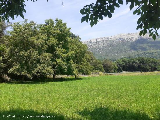 SE VENDE TERRENO RUSTICO EN LASTRAS (RUESGA) - CANTABRIA