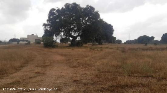 Urbis te ofrece una parcela en venta en Carrascal de Barregas, Salamanca. - SALAMANCA