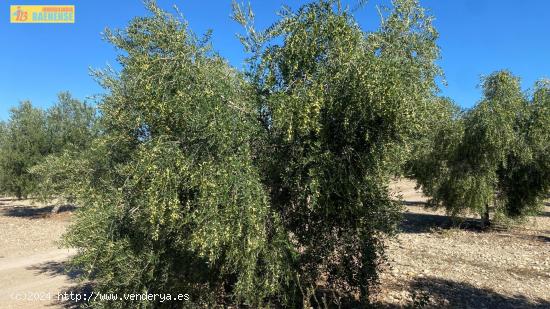 Olivar intensivo de regadío - CORDOBA