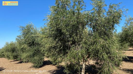 Olivar intensivo de regadío - CORDOBA