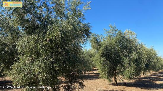 Olivar intensivo de regadío - CORDOBA