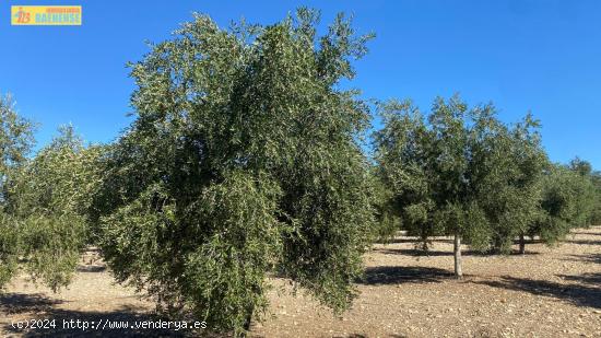 Olivar intensivo de regadío - CORDOBA