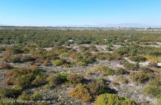 TERRENO RUSTICO EN ZONA DE CARRIZALES Y HUMEDALES - ALICANTE