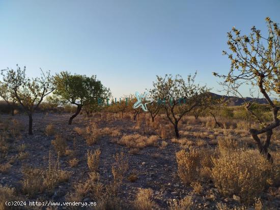  TERRENO RÚSTICO EN LOS PÉREZ - MURCIA 