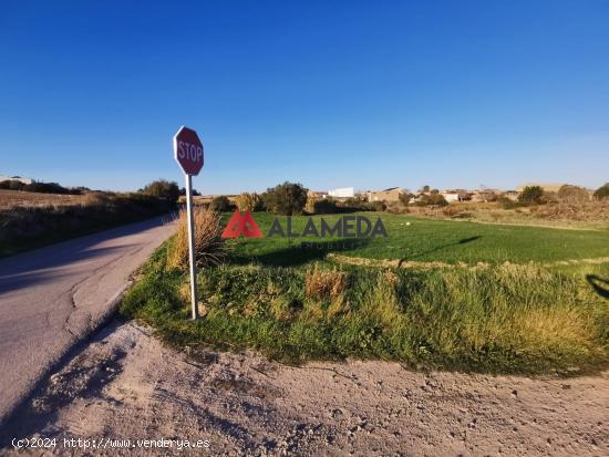 PARCELA SEGREGADA EN BORREGUITOS - CADIZ