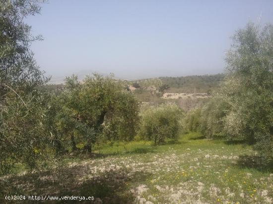  OLIVAR EN EL FARGUE. Paraje Aynadamar - GRANADA 