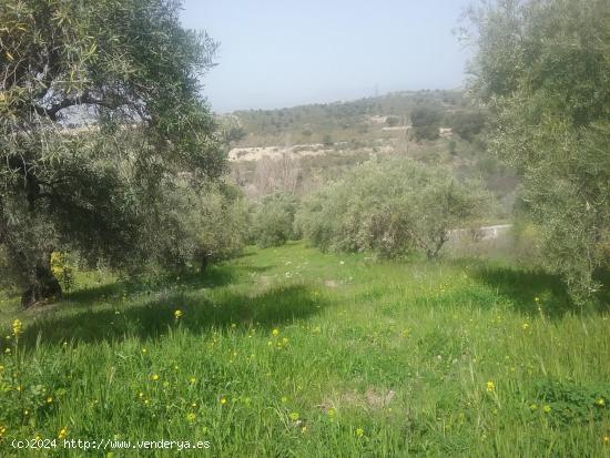 OLIVAR EN EL FARGUE. Paraje Aynadamar - GRANADA