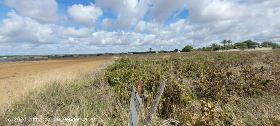 Parcela de 12.000 m2 en marquesado - CADIZ