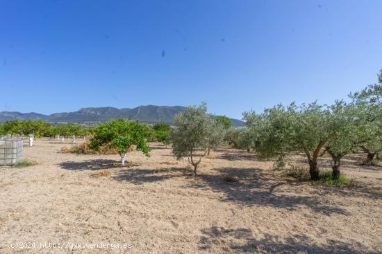 TERRENO RÚSTICO LLANO Y CON BUENAS VISTAS - MALAGA