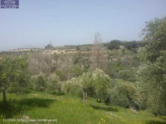 OLIVAR EN EL FARGUE. Paraje Aynadamar - GRANADA