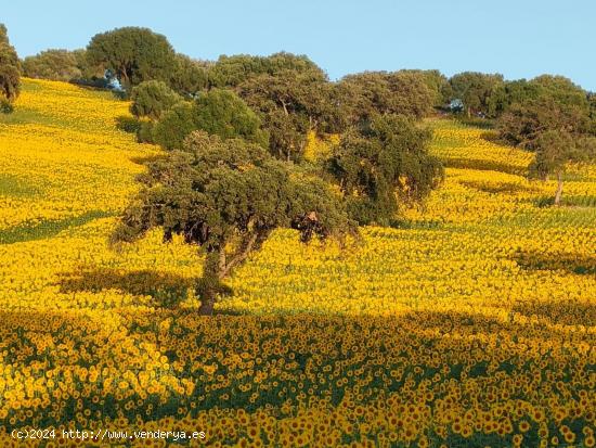 VENTA ESPECTACULAR FINCA RÚSTICA CERCANA A EL BOSQUE - CADIZ