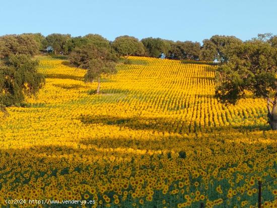 VENTA ESPECTACULAR FINCA RÚSTICA CERCANA A EL BOSQUE - CADIZ