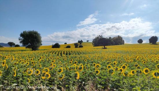 VENTA ESPECTACULAR FINCA RÚSTICA CERCANA A EL BOSQUE - CADIZ