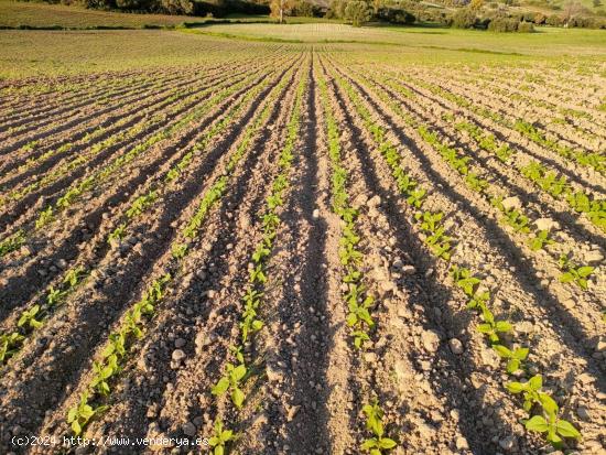 VENTA ESPECTACULAR FINCA RÚSTICA CERCANA A EL BOSQUE - CADIZ