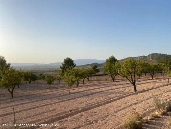 Se Vende en Pinoso - ALICANTE