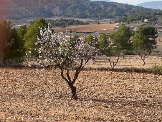 Se Vende en Pinoso - ALICANTE