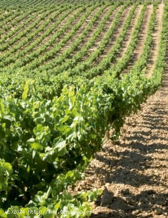 FINCA DE VIÑEDO DE 17,5 HECTARIAS CON NAVE EN YECLA