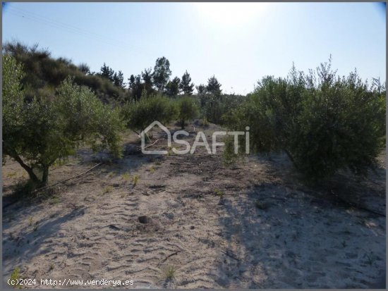  Encantadora parcela de olivos, Fortuna Murcia. 