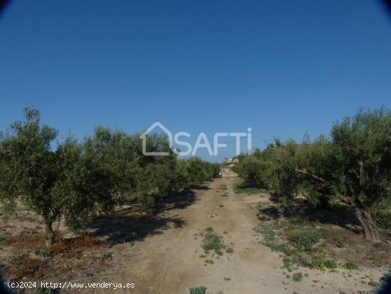 Encantadora parcela de olivos, Fortuna Murcia.