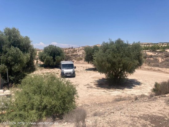 Finca Rústica de 1000 m2 en Molina de Segura: Encanto Natural y Tranquilidad