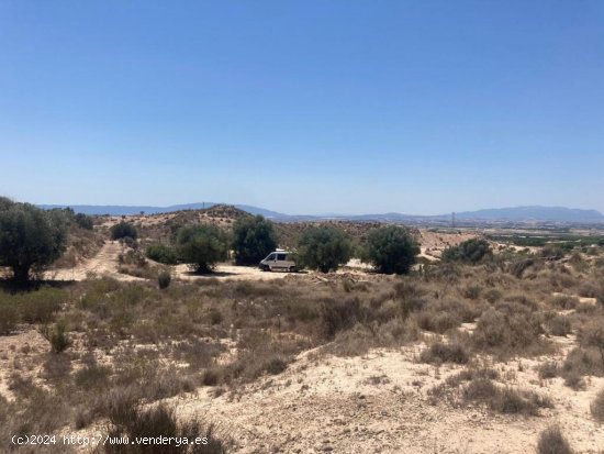 Finca Rústica de 1000 m2 en Molina de Segura: Encanto Natural y Tranquilidad