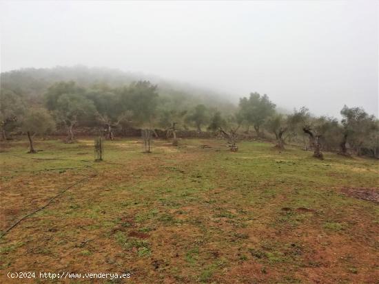 Finca a la venta de 8 hectáreas con 3 construcciones en Almadén de la Plata - SEVILLA